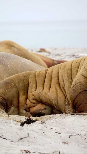 51吃瓜今日大瓜截图1