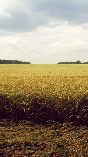 肝腹水可以吃哈密瓜吗截图2