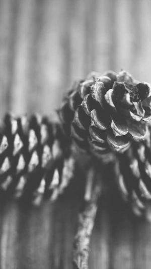 豆瓣八组柏邦妮黑料截图1