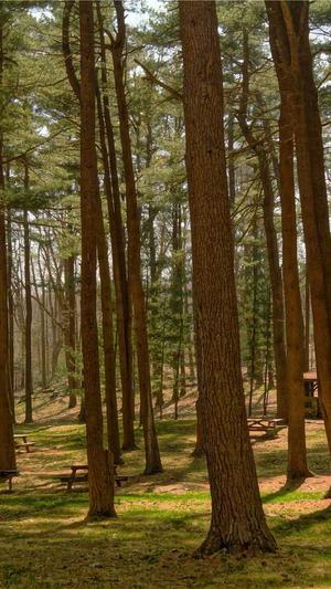 梨瓜孕妇可以吃吗截图4