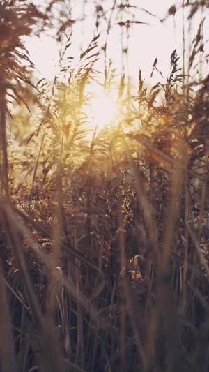 豆瓣吃瓜组截图2