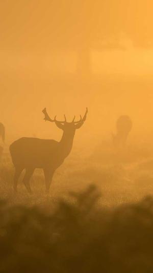 黑料不打烊官网首页截图5