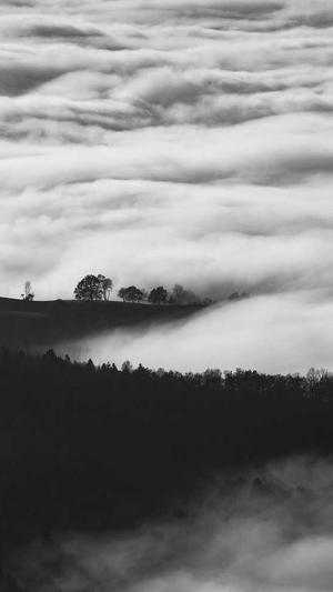 狗可不可以吃哈密瓜截图3